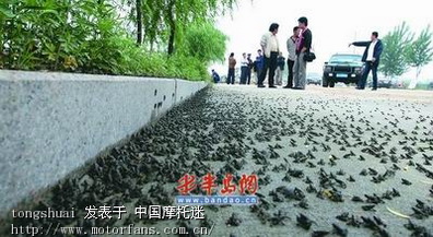 5月27日数万气蛤蟆现平度街头 地震局称为闷湿